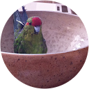 cyril siguret profile picture