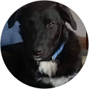 colette strauss profile picture