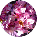 Julie Marchand profile picture