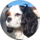 Ethan CUCHET profile picture