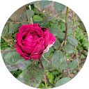 Dany Loup profile picture